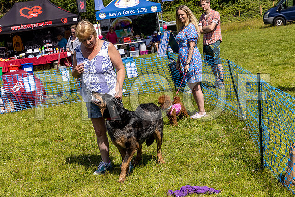 2380__PAWSFundogShow_July2022_cshaw