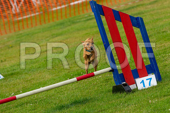 0596_SpringersFunDay2019_craigshawphoto
