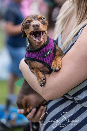 571_K9Partyinthepark2014_RSPCAHalifax_bluplanetphoto