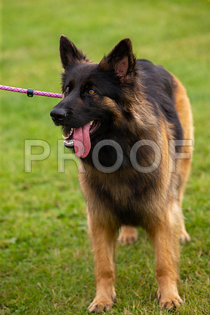 0279_SpringersFunDay2019_craigshawphoto