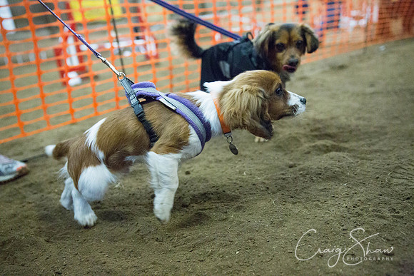 288_springfling2015_bluplanetphoto