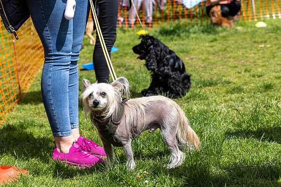 330__HebdensHappyHounds2022_May2022_cshaw