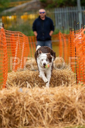 2925_SpringersFunDay2019_craigshawphoto-2