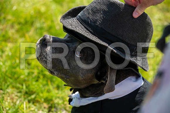 2212__PAWSFundogShow_July2022_cshaw