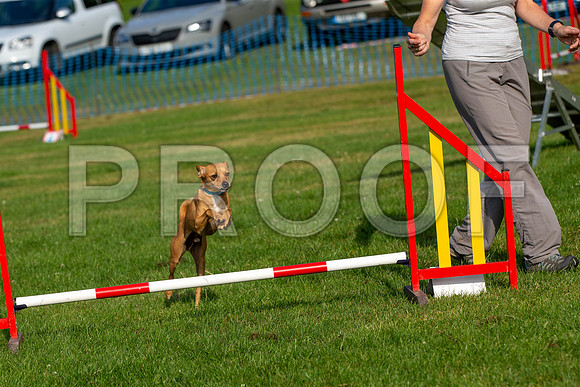0112_SpringersFunDay2019_craigshawphoto