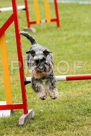2682_SpringersFunDay2019_craigshawphoto