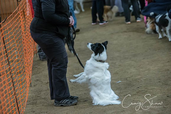 2531_springfling2015_bluplanetphoto
