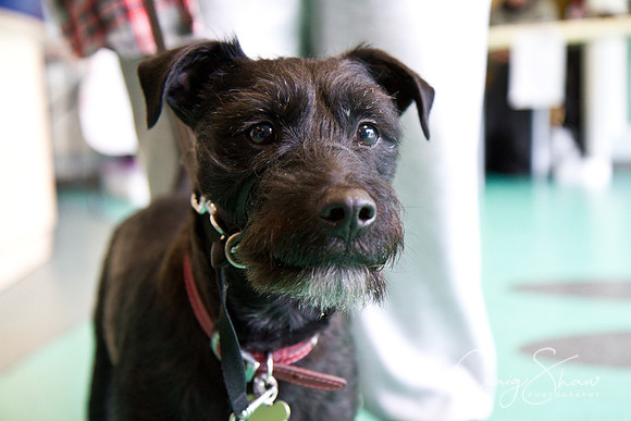 Vets4Pets RSPCA Fundraiser