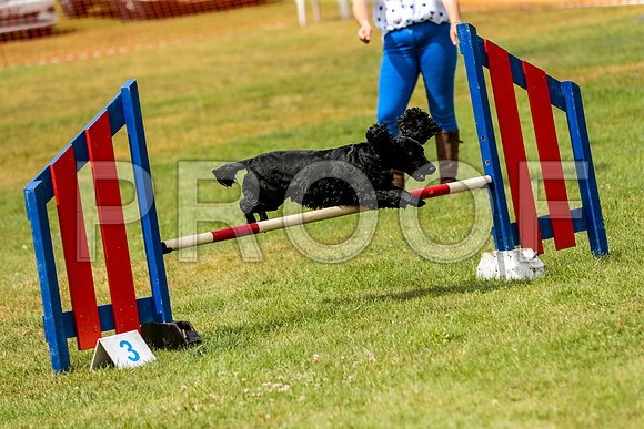 3078_SpringersFunDay2019_craigshawphoto