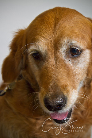 Vets4Pets RSPCA Fundraiser