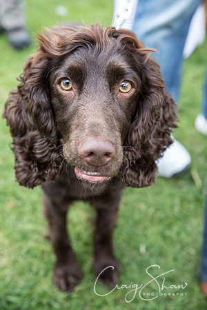 1810_K9Partyinthepark2014_RSPCAHalifax_bluplanetphoto