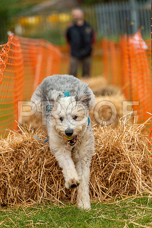 2219_SpringersFunDay2019_craigshawphoto-2