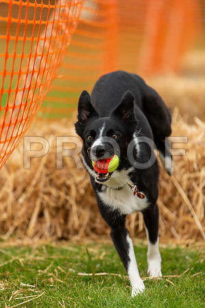 2895_SpringersFunDay2019_craigshawphoto