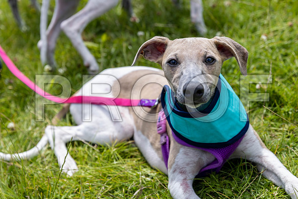 1529__PAWSFundogShow_July2022_cshaw