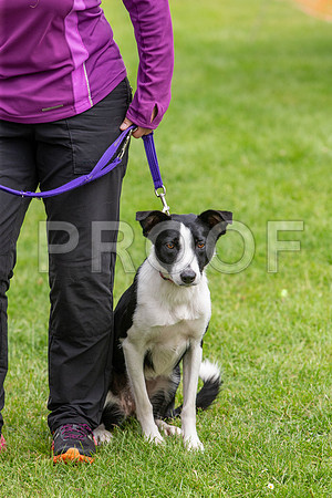2326_SpringersFunDay2019_craigshawphoto