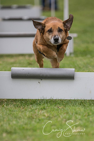 1689_BarkintheParkHuddersfield_2014_bluplanetphoto