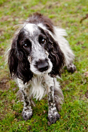 Pet Portraiture