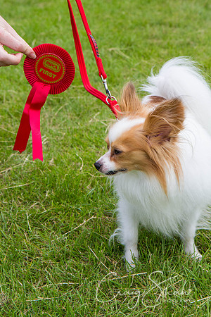 RSPCA Dog Day Afternoon