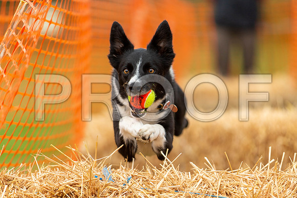 2894_SpringersFunDay2019_craigshawphoto