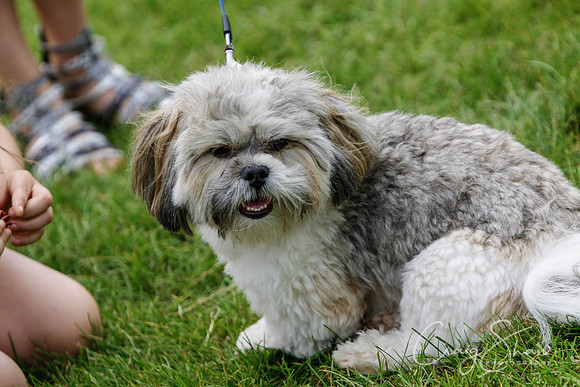 RSPCA Dog Day Afternoon
