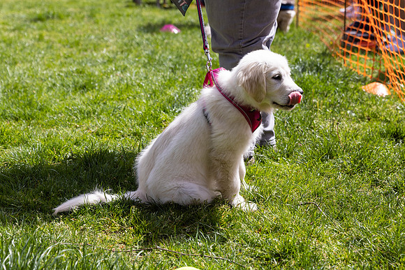 336__HebdensHappyHounds2022_May2022_cshaw