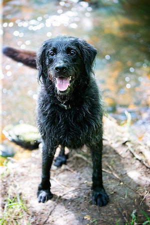 Dog Portraiture