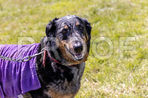 2232__PAWSFundogShow_July2022_cshaw