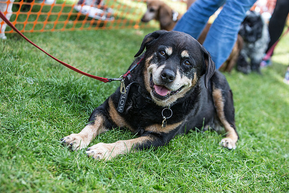 733_K9Partyinthepark2014_RSPCAHalifax_bluplanetphoto