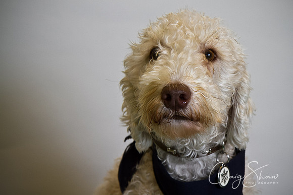 Vets4Pets RSPCA Fundraiser
