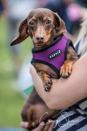 576_K9Partyinthepark2014_RSPCAHalifax_bluplanetphoto
