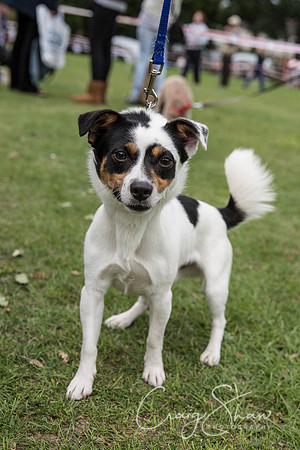 118_BarkintheParkHuddersfield_2014_bluplanetphoto