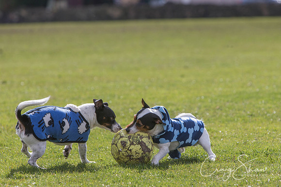 1170__SpringersFunDay_March2014_bluplanetphoto