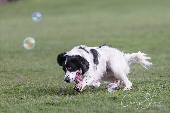 1418__SpringersFunDay_March2014_bluplanetphoto