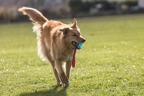 1487__SpringersFunDay_March2014_bluplanetphoto