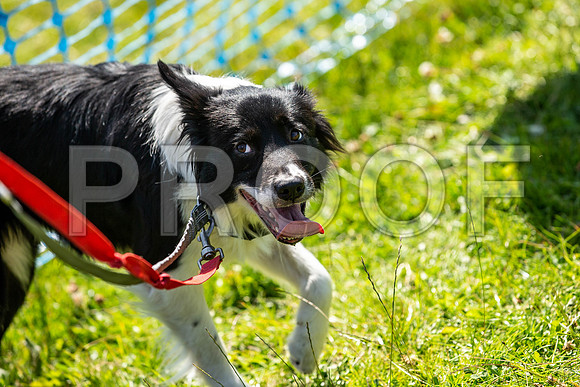 2795__PAWSFundogShow_July2022_cshaw