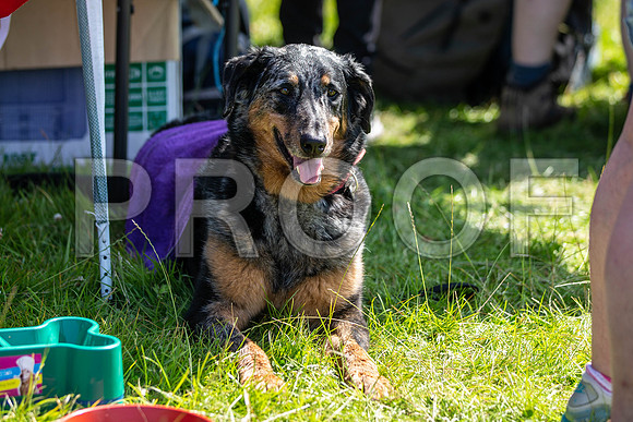 2818__PAWSFundogShow_July2022_cshaw