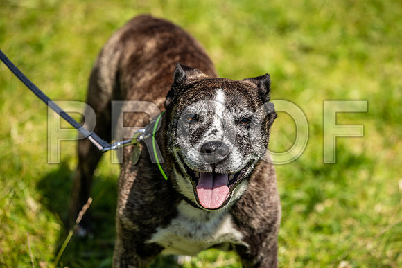 2290__PAWSFundogShow_July2022_cshaw