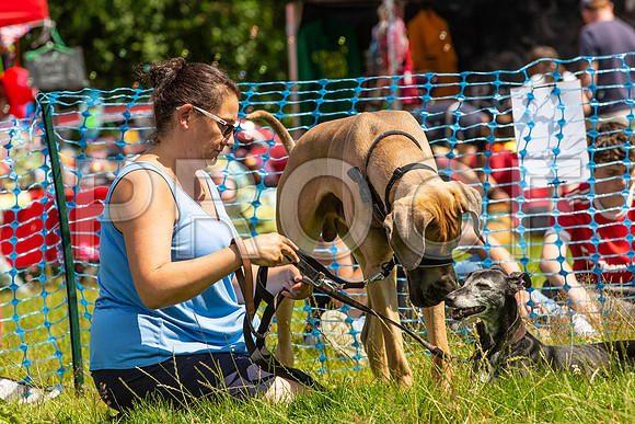 2050__PAWSFundogShow_July2022_cshaw