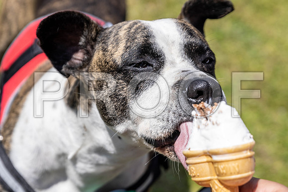 2189__PAWSFundogShow_July2022_cshaw