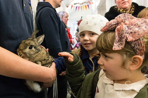 575_RSPCA_Christmas_Dec2013_bluplanetphoto
