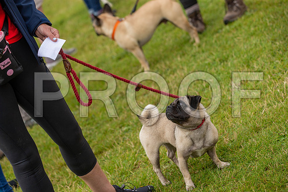 0411_SpringersFunDay2019_craigshawphoto