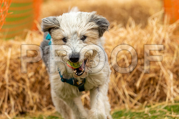 2221_SpringersFunDay2019_craigshawphoto