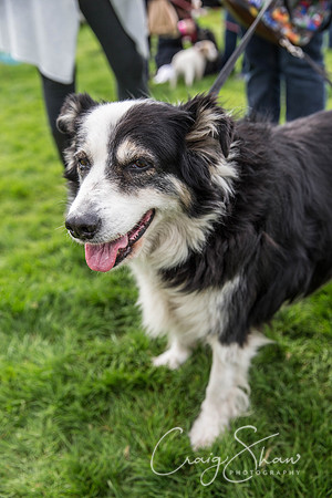 1276_Woofstock2016_craigshaw