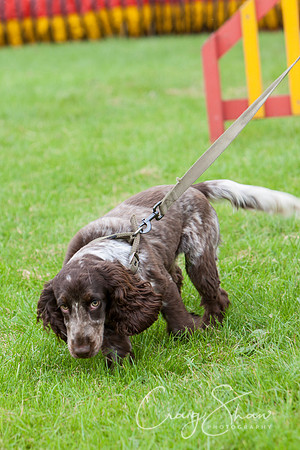 RSPCA Dog Day Afternoon