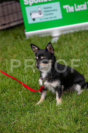 0223_SpringersFunDay2019_craigshawphoto