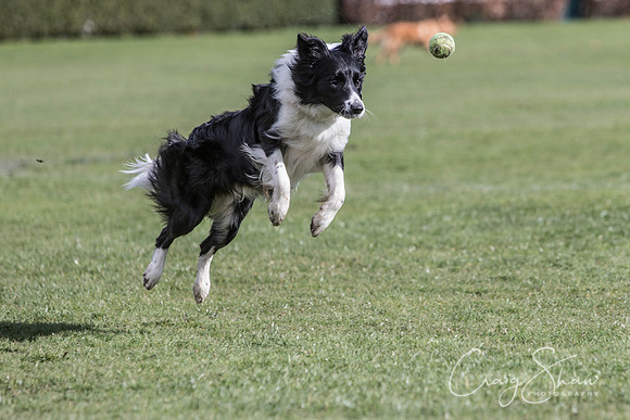 1338__SpringersFunDay_March2014_bluplanetphoto