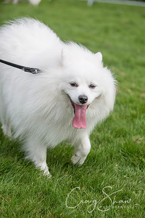 165_Woofstock2016_craigshaw