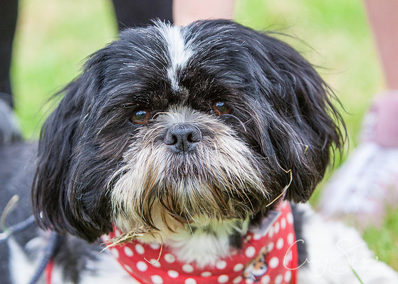 RSPCA Dog Day Afternoon