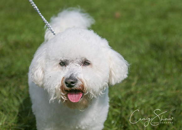 RSPCA K9 Party in the Park 2012