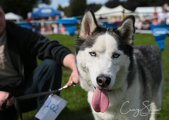RSPCA K9 Party in the Park 2012